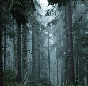 Misty morning in dark forest