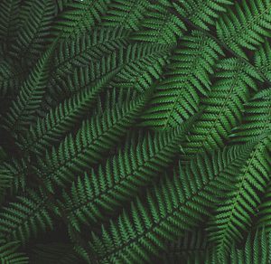 Forest ferns background containing fern leaves, photo, and nature