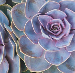 Vivid Succulents