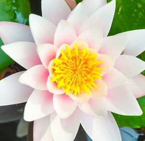 White flower water lilly featuring water, lilly, and flower
