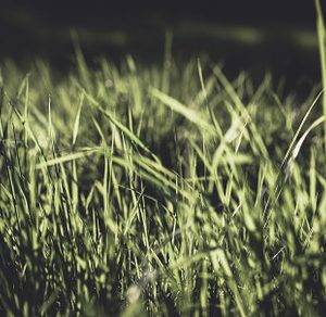 Fresh grass background containing green, lawn, and plant