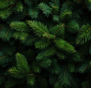 Background of christmas fir tree