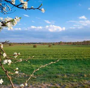 Springtime field with planted crop