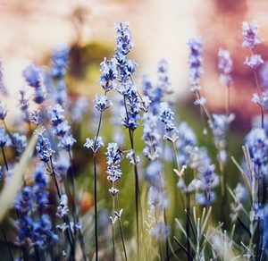Close up lavender colorful mood