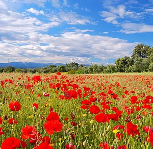 Poppy containing field, poppy, and poppies