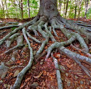 Roots in a beech forest containing nature, tree, and forest