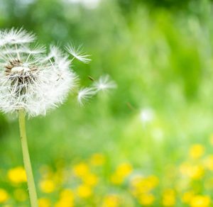 Green field with dandelions