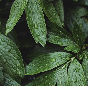 Lush greenery with raindrops