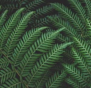 Green Forest Ferns