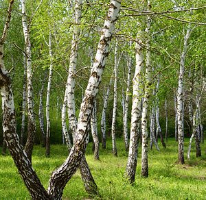 Birch trees featuring birch, trees, and forest