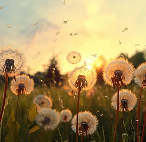 Untamed Meadow dandelions. Generate
