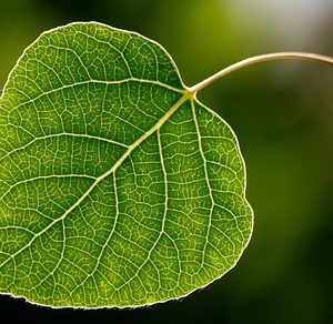 Aspen Leaf - Green - close up Macro