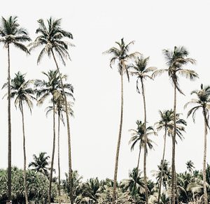 Tropical palm tree against the sky.