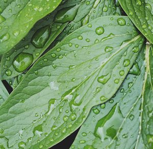 Lush greenery with raindrops