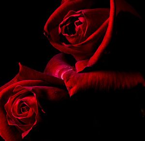 Red roses featuring red, rose, and background