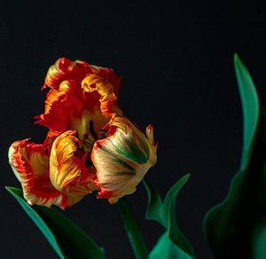 Fiery Parrot Tulip