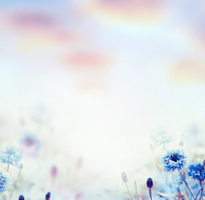 Nature background with cornflowers