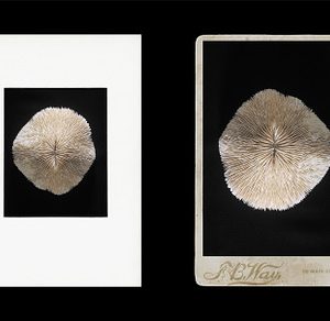 Vintage Scan Borders And Textures⸻1