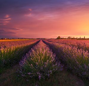 Lavender flowers fields, Tuscany