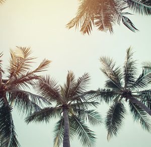 Coconut palm trees containing coconut, tree, and palm