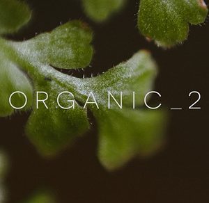 Organic 2 | 20 Botanical Photos