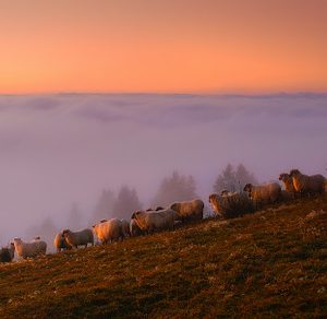 sheep in the mountain