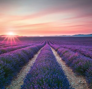Lavender flower blooming fields containing lavender, lavande, and sunset