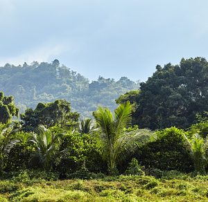 tropical jungle landscape