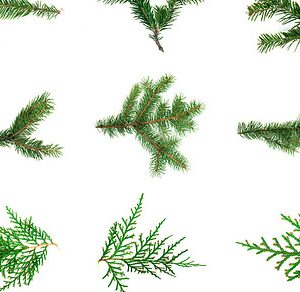 Fir branch white isolated